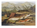 Illustration of Fishing Tackle with a Trout and a Charr