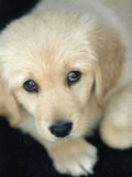 Golden Retriever Puppy
