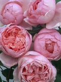 Brother Cadfael Roses
