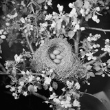View of Robins Nest with Four Eggs