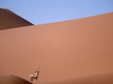 Lone Gemsbok Walking On Sand Dunes