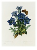 Gentianae Acaulis