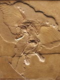 Archaeopteryx Fossil