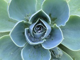 Succulent Echeveria