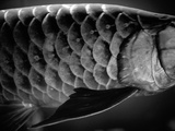 Fish Scales