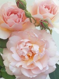 Belle Storey Roses
