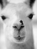 Close-Up of Alpaca's Nose