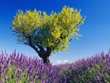 Tree in Lavender Field