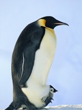 Penguin Chick Warming Under Adult