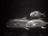 Fishes Swimming