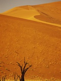 Camelthorn Trees Below Sand Dunes