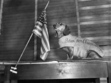 Dachshund Looking At American Flag