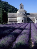 Abbey and Lavender Fields