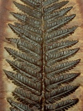 Carboniferous Fossil Fern