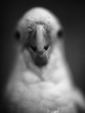 Parrot's Beak