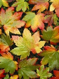 Wet Autumn Maple Leaves on Ground