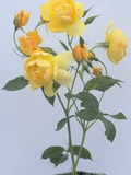 Buttercup Roses
