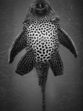 Bottom View of Catfish