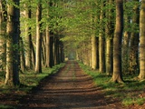 Tree-Lined Path