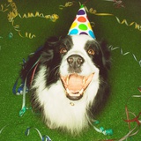 Dog Wearing Party Hat