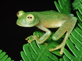 Glass Frog