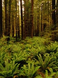 Ferns in Redwood Forest