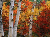 White Birch in Front of Maple Trees