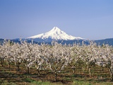 Apple Blossoms Against Mt Hood