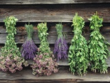 Herbs Drying Upside Down