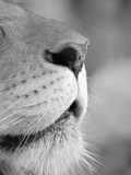 Lion's Nose