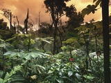 El Yunque Rainforest