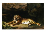 Portrait of the Royal Tiger