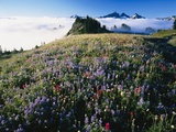 Alpine Meadow