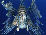 Red Lionfish