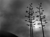 Silouhetted Trees and Fog at Big Sur