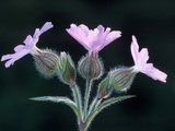 Red Campion in Flower
