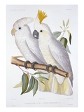 Print of Two Cockatoos by A Dumenil