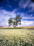 Oak Tree in Field of Daisies