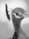 Peacock's Head