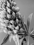 Lupine 1