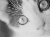 Cat's Eyes