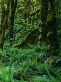 Northwest Temperate Rainforest