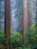 Rhododendrons and Redwoods