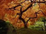 Maple Tree in Autumn