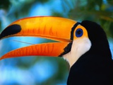 Toco Toucan