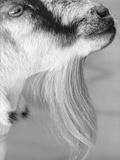 Goat with Long Hair on Chin