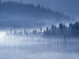Mist Hiding Trees Above the Little Spokane River Valley