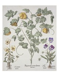 Papaver Corniculatum