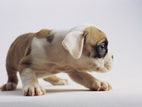 Bulldog Puppy