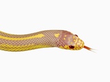 Albino California Kingsnake
